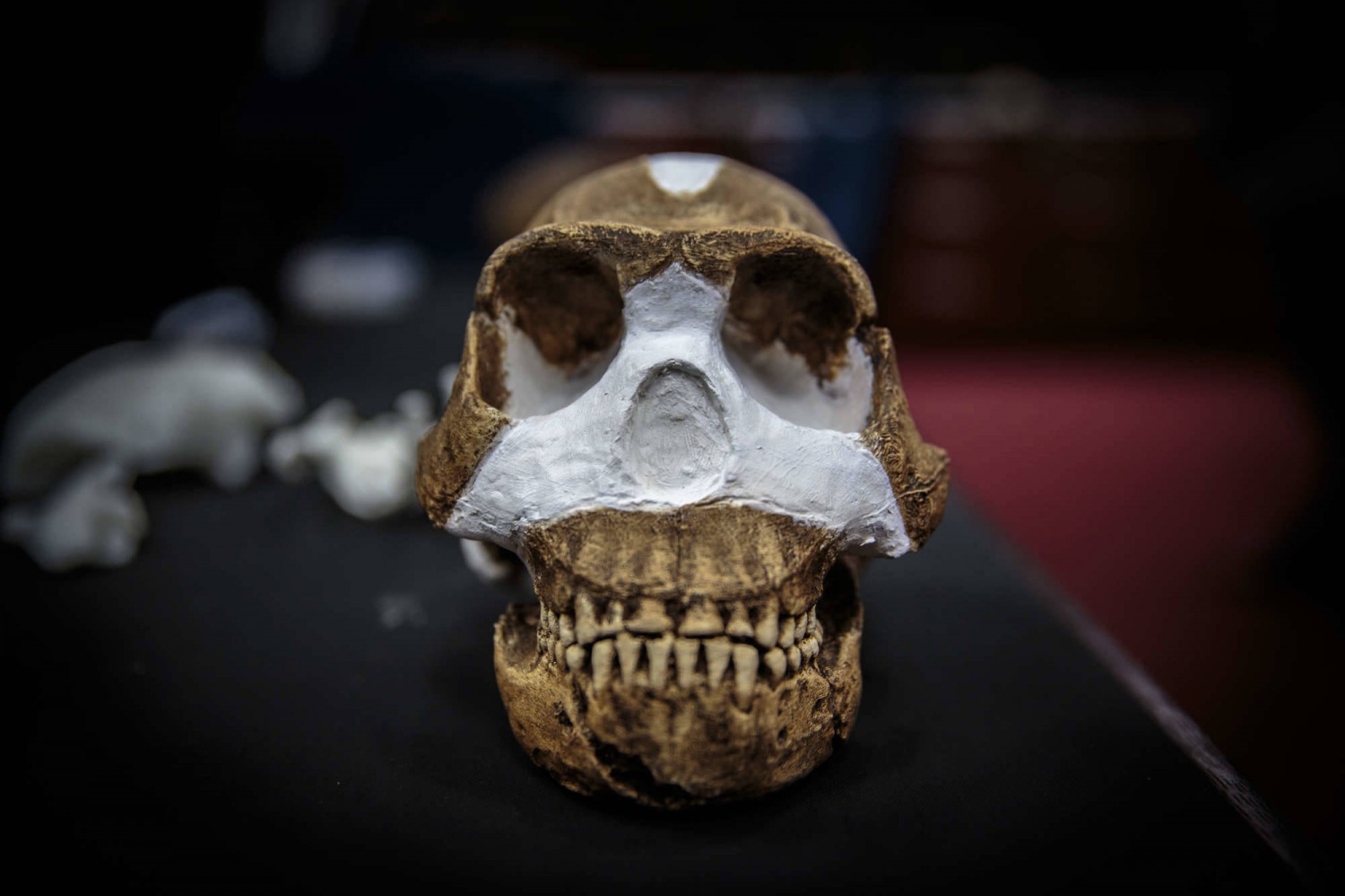 Anello Di Congiunzione Tra Uomo E Scimmia
