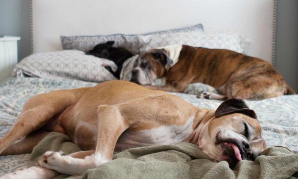 Il Cane Nel Nostro Letto Ci Fa Dormire Meglio Ma Sopra Le Coperte Ilgiornale It