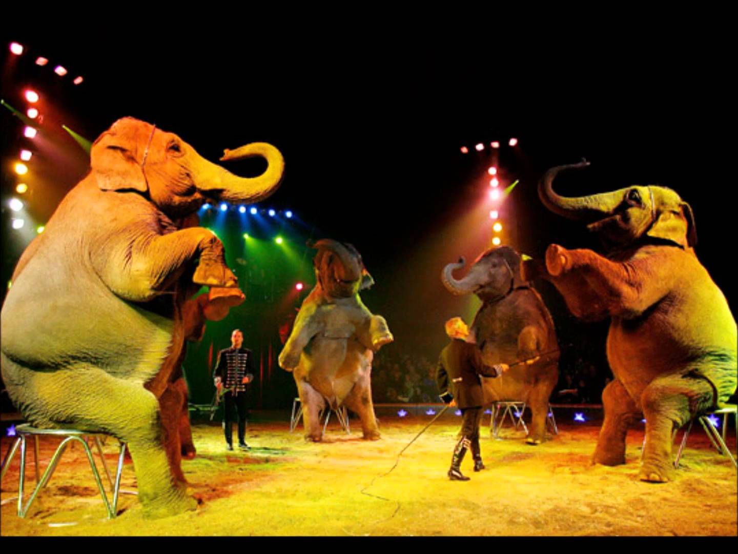 Animali Nel Circo Pro E Contro