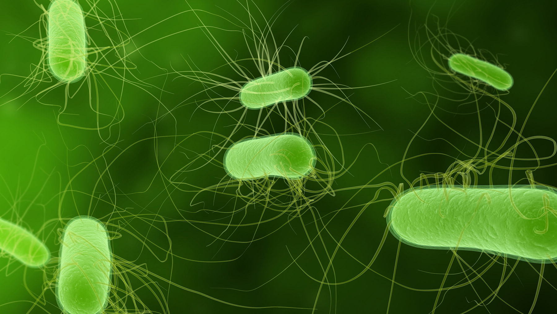 Batteri fecali nelle urine ecco come riconoscere i sintomi IlGiornale.it