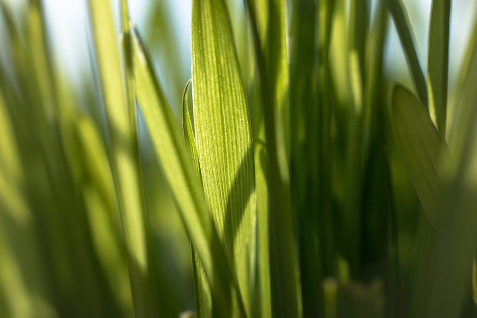 Wheatgrass, all the benefits of green superfood