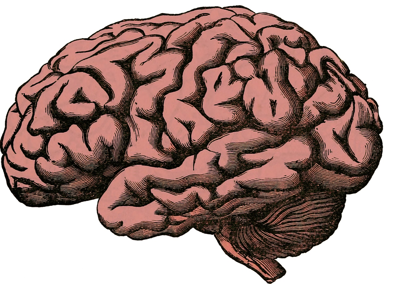 La scienza ci svela i segreti dei piccoli (grandi) cervelli La scienza ci svela i segreti dei piccoli (grandi) cervelli