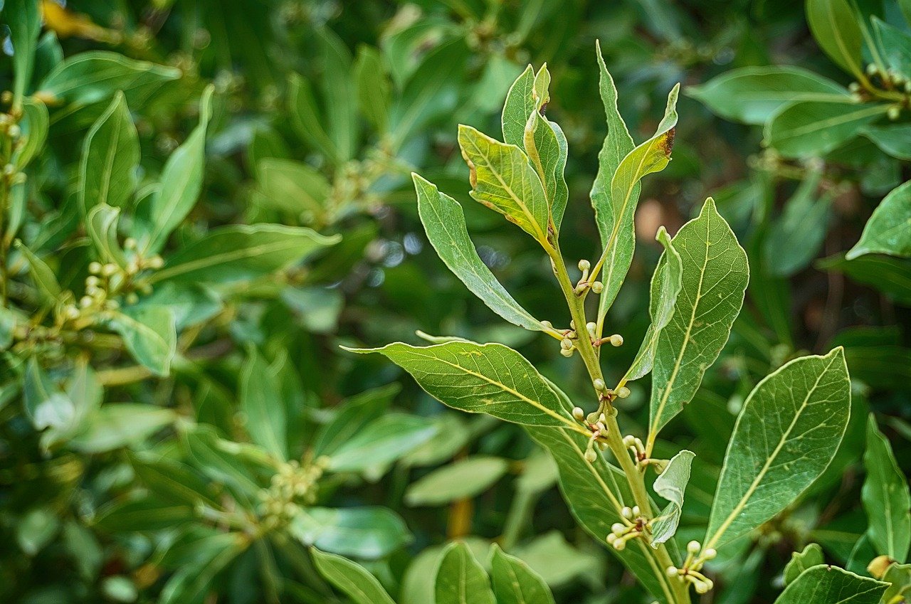 Laurel, all beneficial properties for health