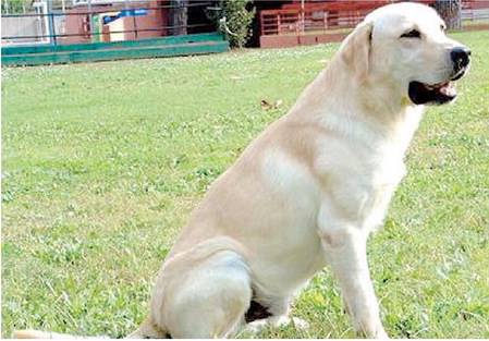 Nel "Mundial" dei cani vincono Labrador e lupi