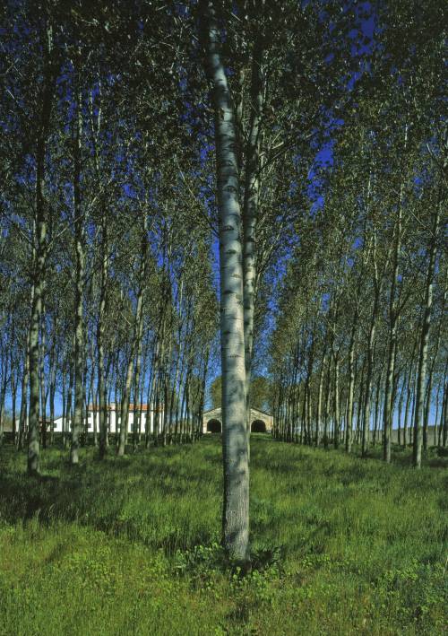 Pioppo, eccellenza da valorizzare