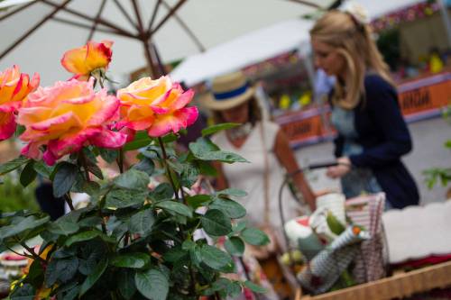 Fiori e mondanità: è sbocciata Orticola