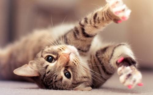 I gatti più belli del mondo sfilano a Bari