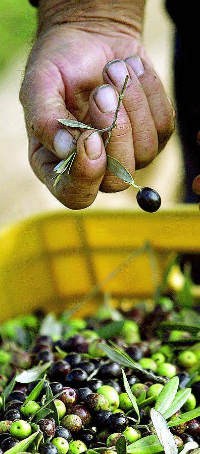 Anche l'olio toscano parlerà cinese