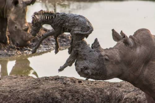 Sudafrica: è guerra tra rangers e bracconieri