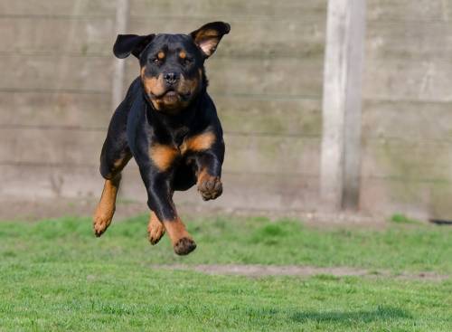 Halloween, bimba bussa alla porta ma viene azzannata da un rottweiler