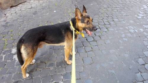 Muore il padrone. E il quartiere adotta il cane