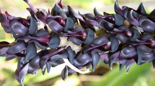 Un legume può aiutare i malati di parkinson