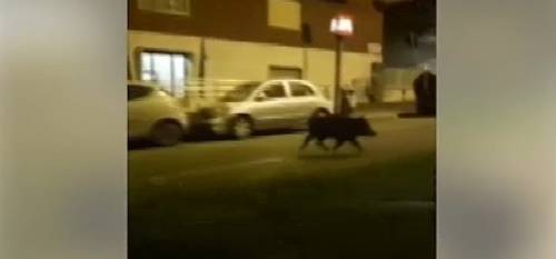 La capitale tra rifiuti e degrado: a Roma è emergenza cinghiali