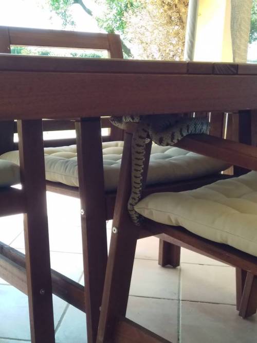 Cerveteri, trovano un rettile sotto il tavolo