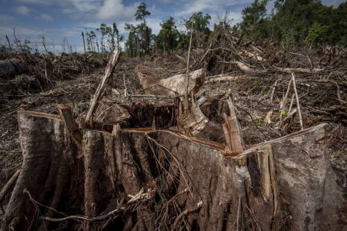 Colombia, deforestazione record in Amazzonia