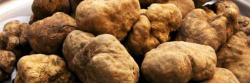 Raccolta di funghi e tartufi. Entrata in vigore la tassa forfettaria da 100 euro