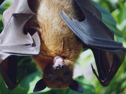 A casa come in un film di Hitchcock: 50 pipistrelli in camera da letto