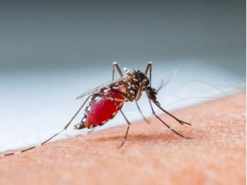 insetti che succhiano sangue umano
