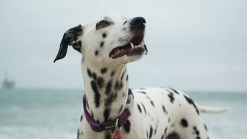 Veterinario si traveste per ridurre l'ansia del cane