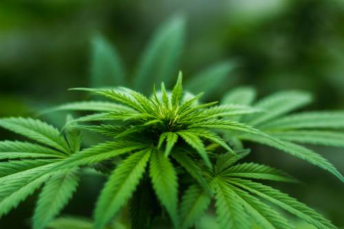 Cannabis, via gli shop Conte ora frena Salvini: "Non è nell'agenda..."