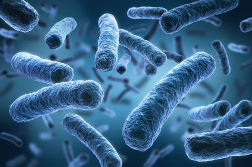 Creato il batterio artificiale: è inattaccabile dai virus