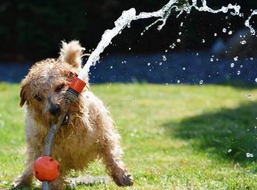 Caldo, anche i nostri amici a quattro zampe lo soffrono