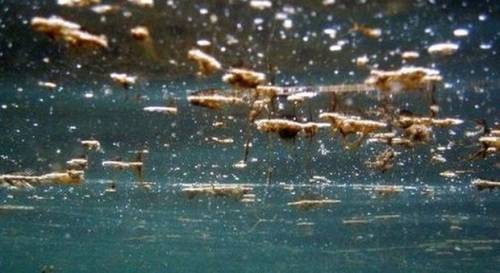 È allarme alga tossica: dove non fare il bagno