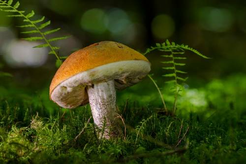 Funghi, intera famiglia all’ospedale per indigestione di funghi