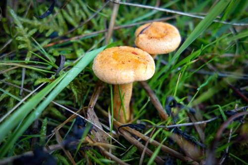 Tumore alla prostata, mangiare funghi riduce il rischio