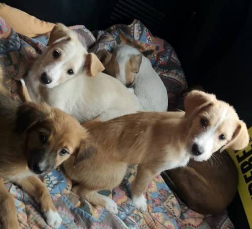 Lo scatolone si muove... dentro ci sono 5 cuccioli