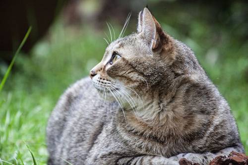 Fermo, sei gatti aggrediscono il ladro e lo fanno scappare