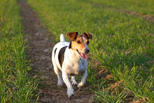 Faenza, cane trova fazzoletto e lo mastica per gioco: morto di overdose