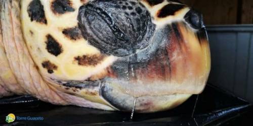 A Brindisi il caso della tartaruga caretta caretta cieca