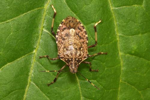 La strage silenziosa della cimice asiatica, agricoltura in ginocchio