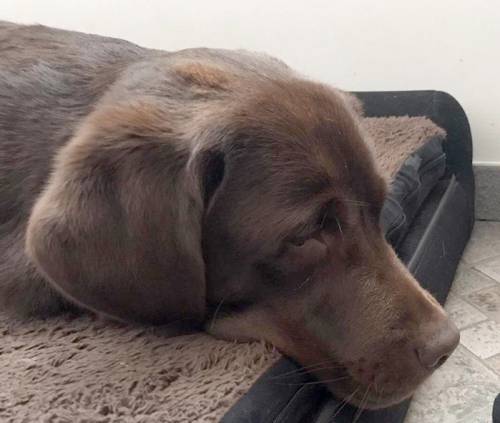 "Perché io, cane guida, sono gli occhi della mia umana..."