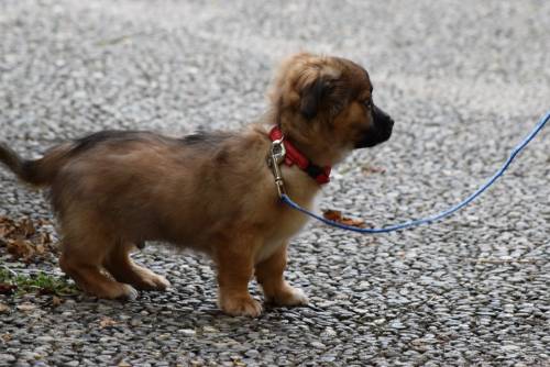 Coronavirus, morto il cane malato di Hong Kong