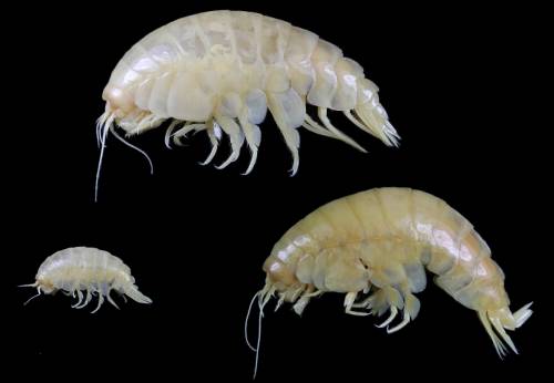 Scoperto un nuovo crostaceo, tracce di plastica nelle sue viscere