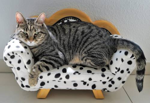 I gatti hanno un impatto catastrofico sulle specie selvatiche