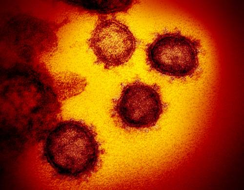 "Trovata la cura che batte il virus"