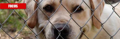 Coronavirus, è caos su acquisti e adozioni di cani