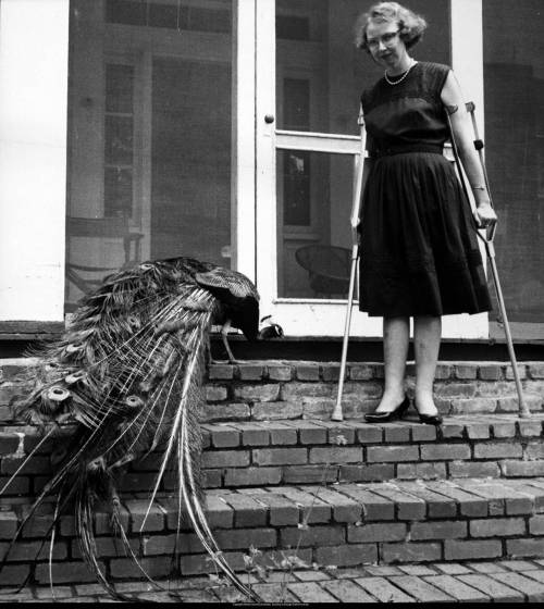 Flannery O'Connor è come una lince: ci assale sempre uscendo dal buio