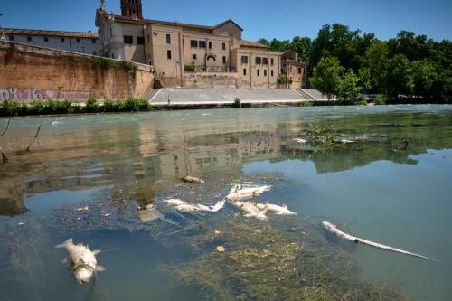Il mistero dei pesci morti. Cosa accade nel Tevere?