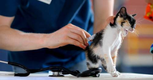 "Così ci rimettono solo i gatti...". Gli animalisti contro gli scienziati