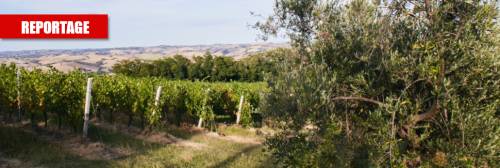 La mazzata sui vini italiani: così Bruxelles ci mette in ginocchio