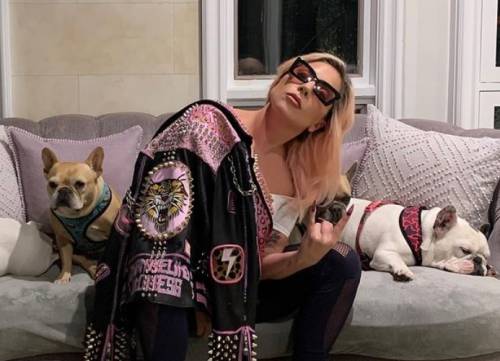 Ritrovati i due bulldog rapiti a Los Angeles Il pianto di Lady Gaga e il giallo del riscatto