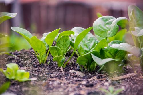 Spinaci, proprietà, benefici e falsi miti