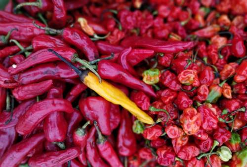 Peperoncino, dalla cucina alla salute: ecco come utilizzarlo