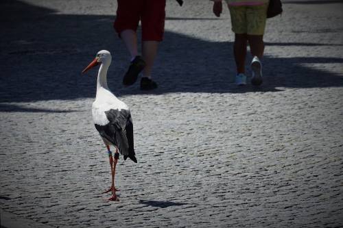 Le città degli animali
