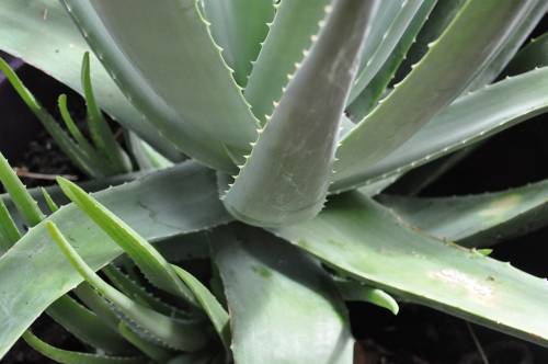 L'aloe è davvero pericolosa? Cosa c'è dietro il divieto della Ue