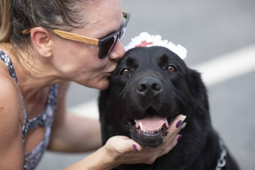 Cani e gatti immuni al virus. Tutta la verità sugli animali